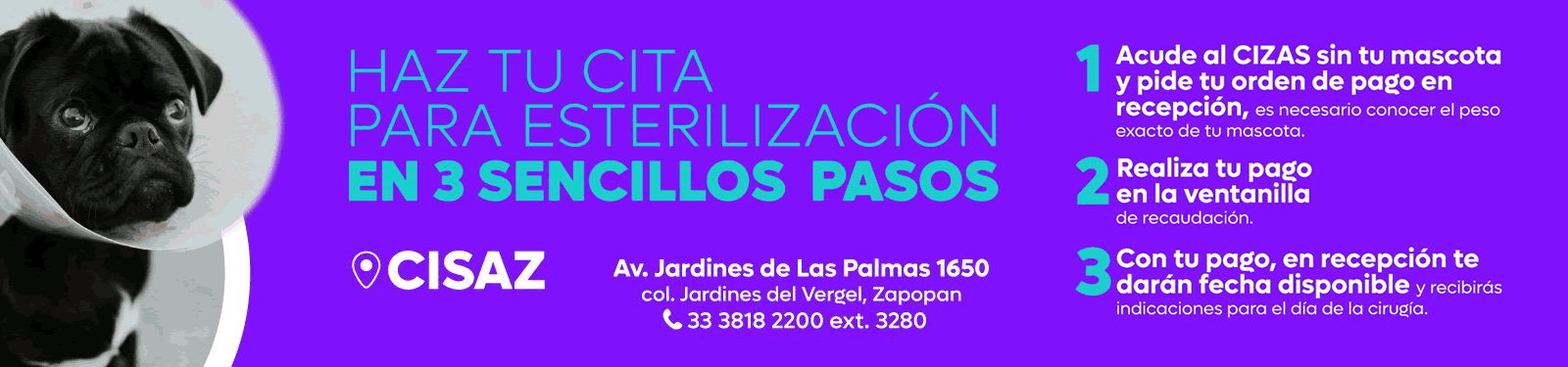 3 pasos para esterilizar a tu mascota