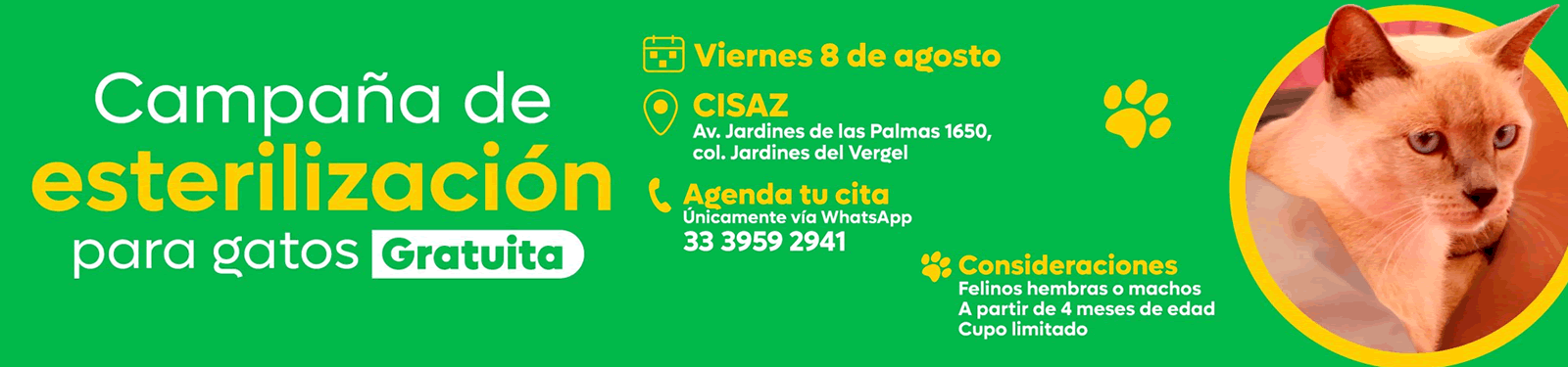 Campaña de esterilización felina