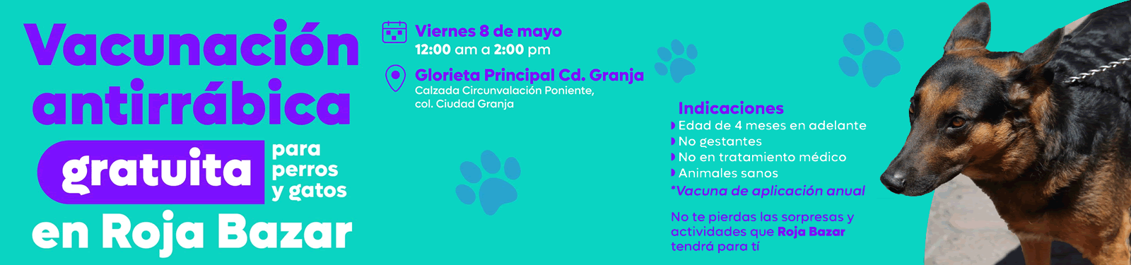 Vacunación antirrábica Roja bazar