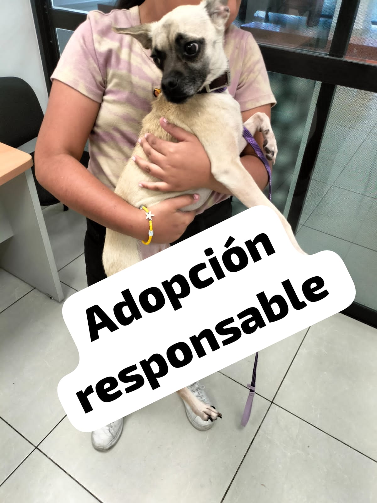 Mascota en adopción