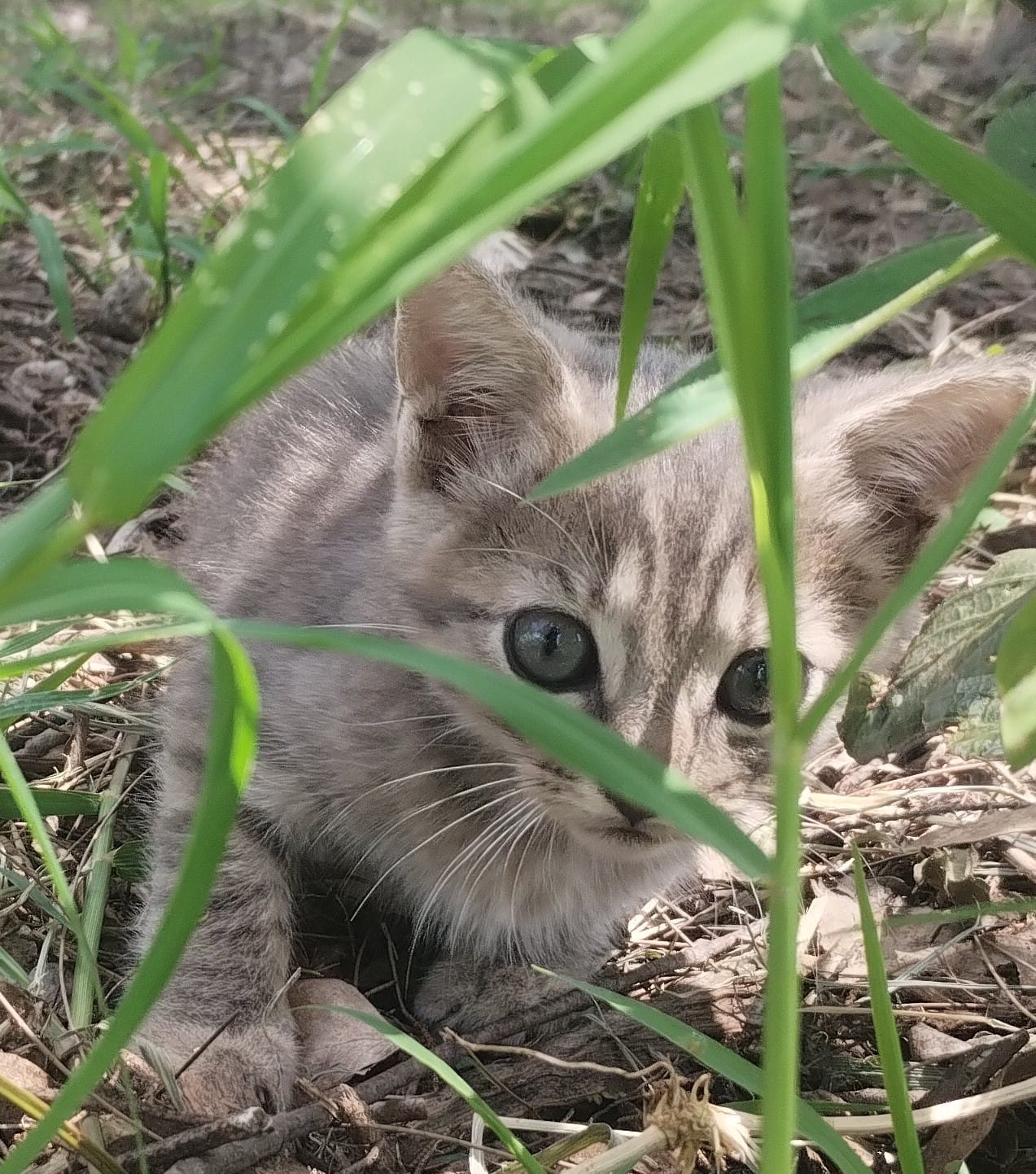 Mascota en adopción