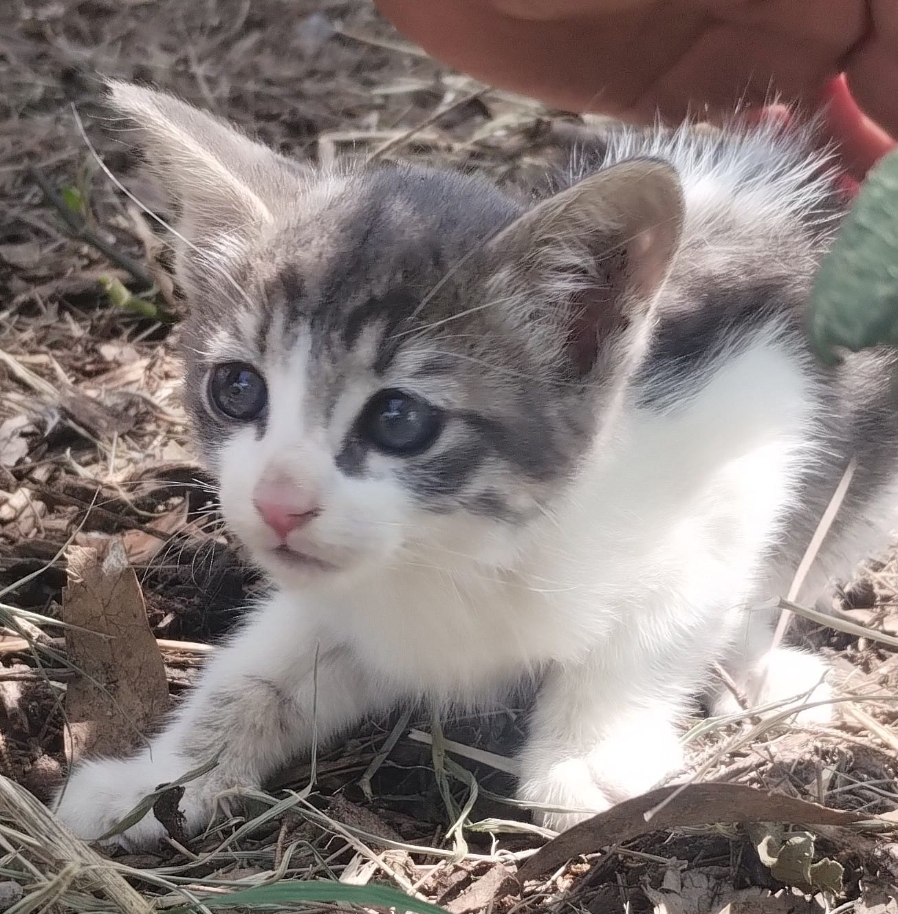 Mascota en adopción