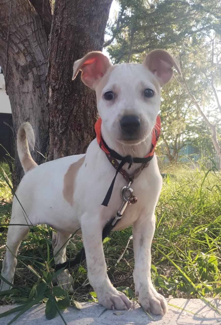 Mascota en adopción