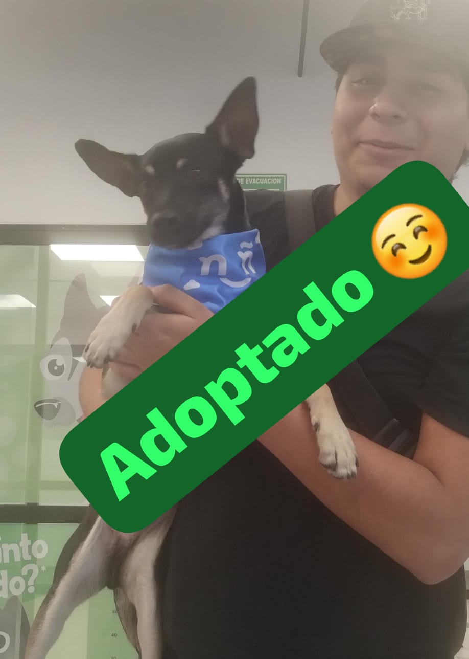 Mascota en adopción