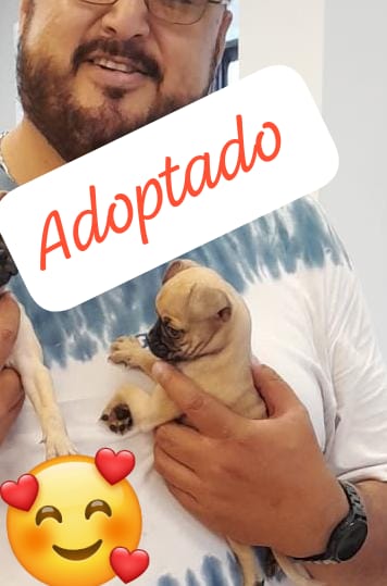 Mascota en adopción