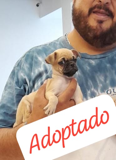 Mascota en adopción
