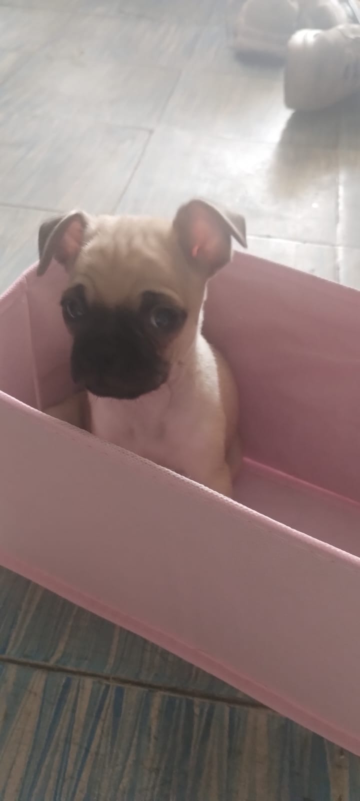 Mascota en adopción
