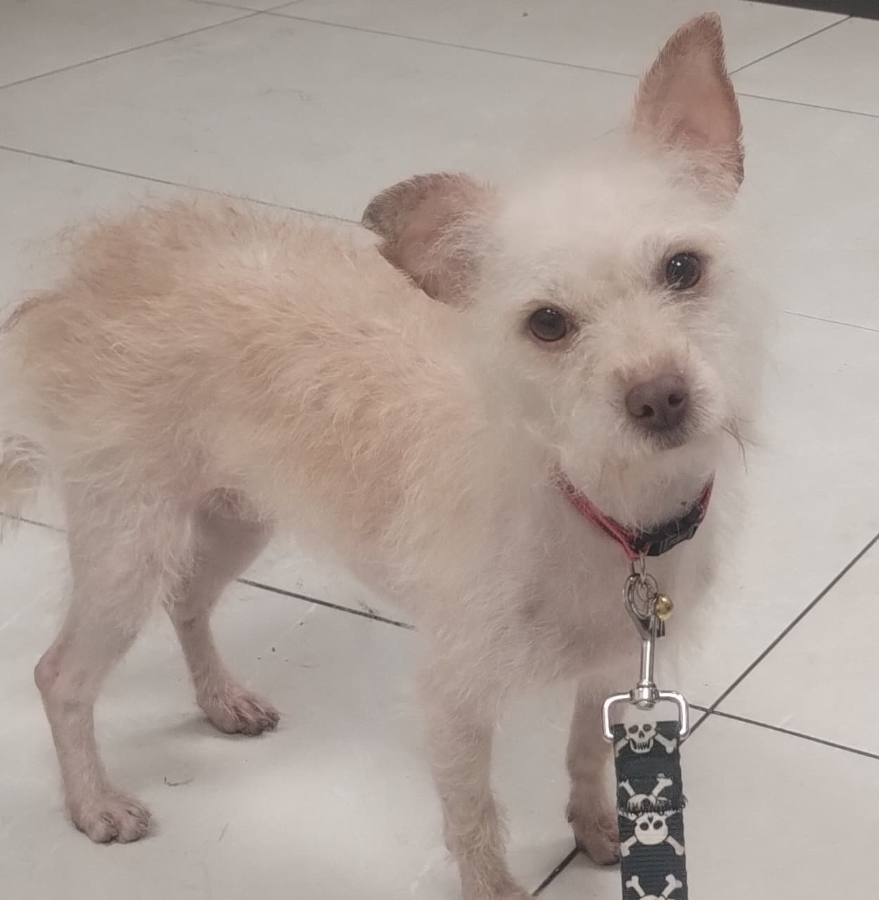 Mascota en adopción