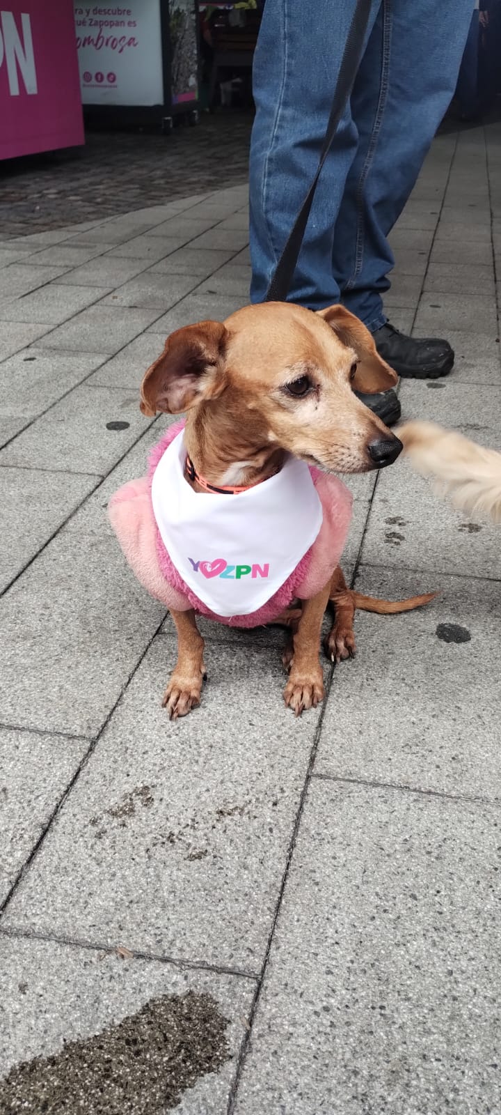 Mascota en adopción