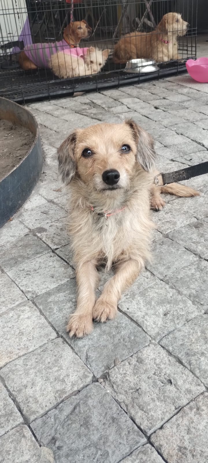 Mascota en adopción