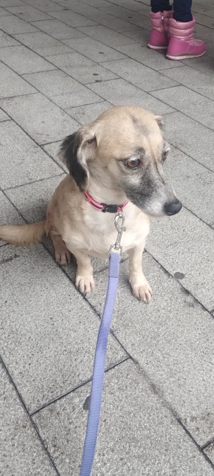 Mascota en adopción
