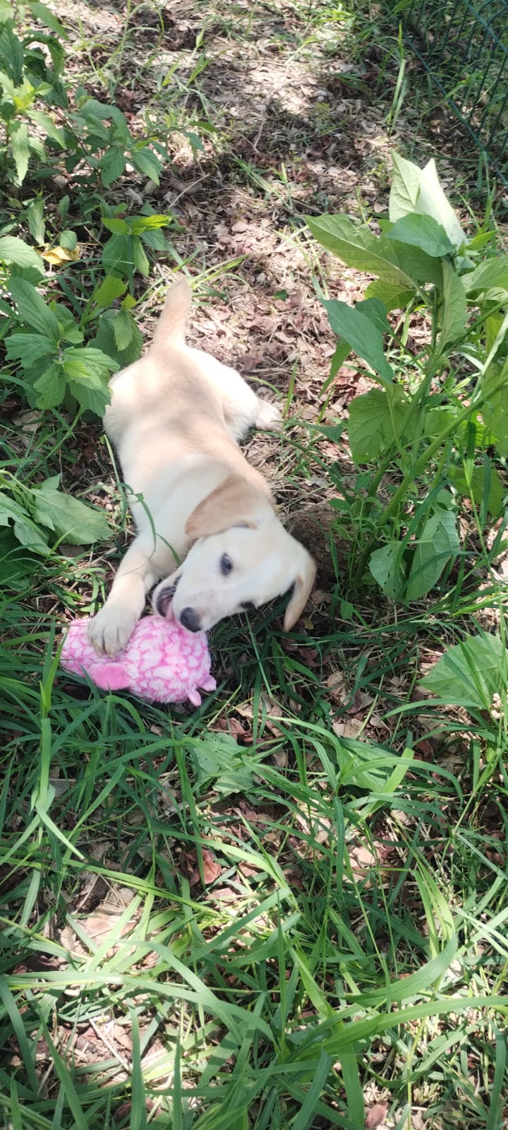 Mascota en adopción