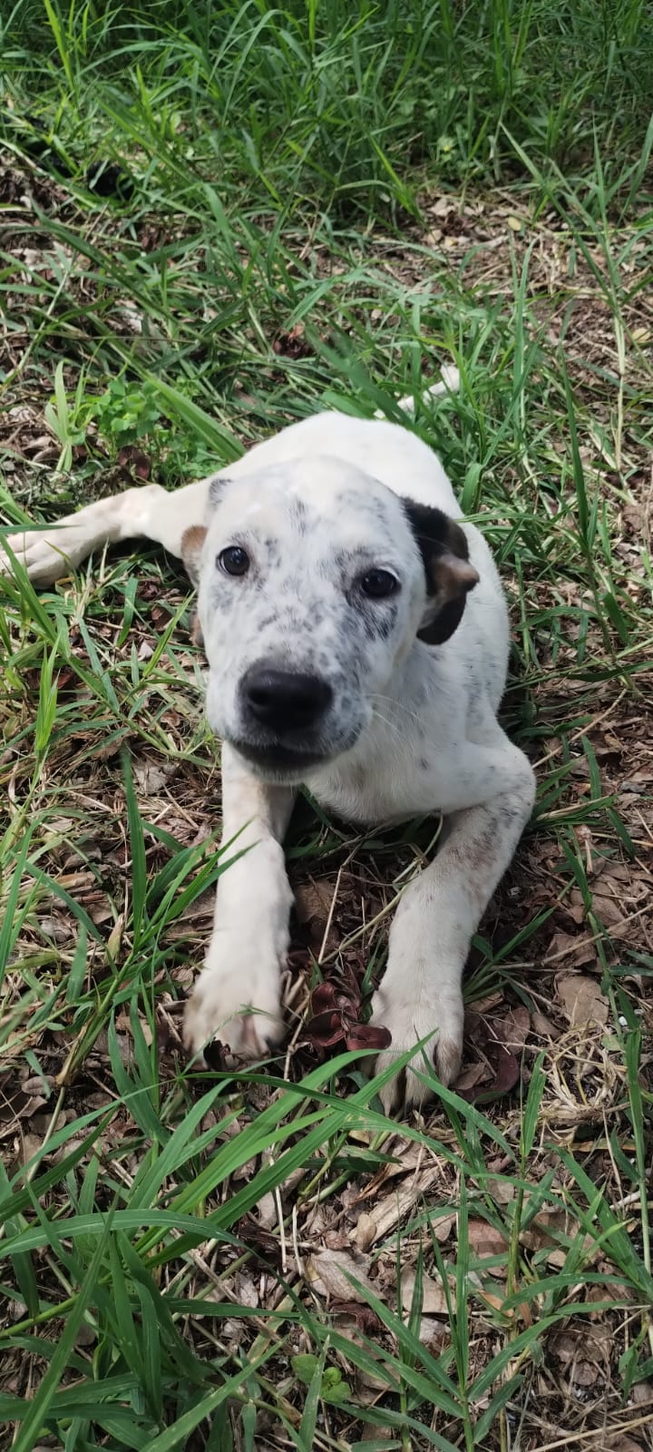 Mascota en adopción