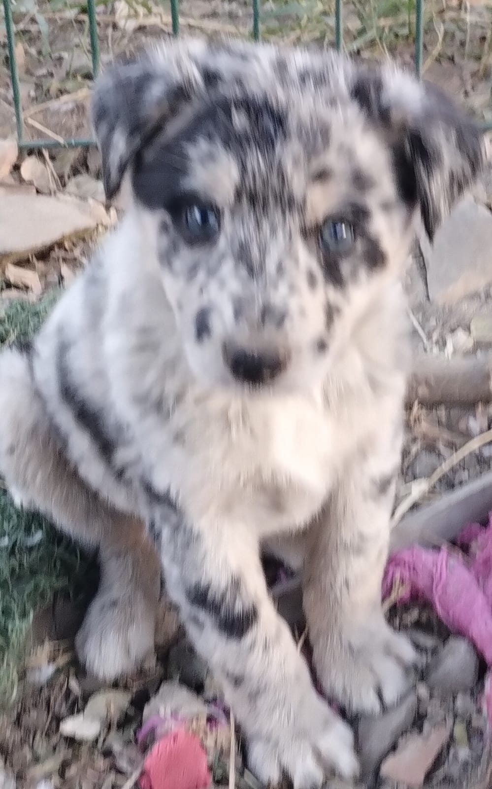 Mascota en adopción