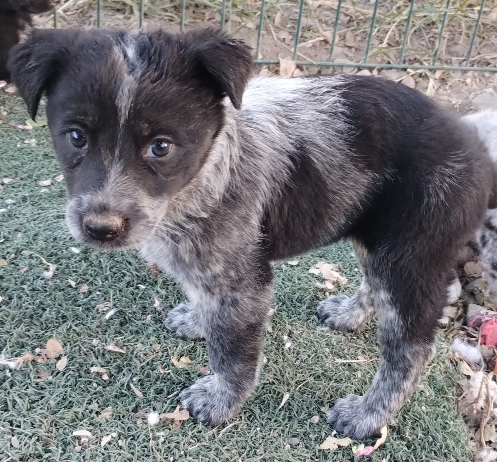 Mascota en adopción