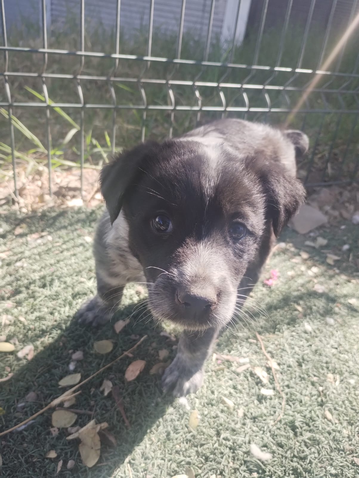 Mascota en adopción