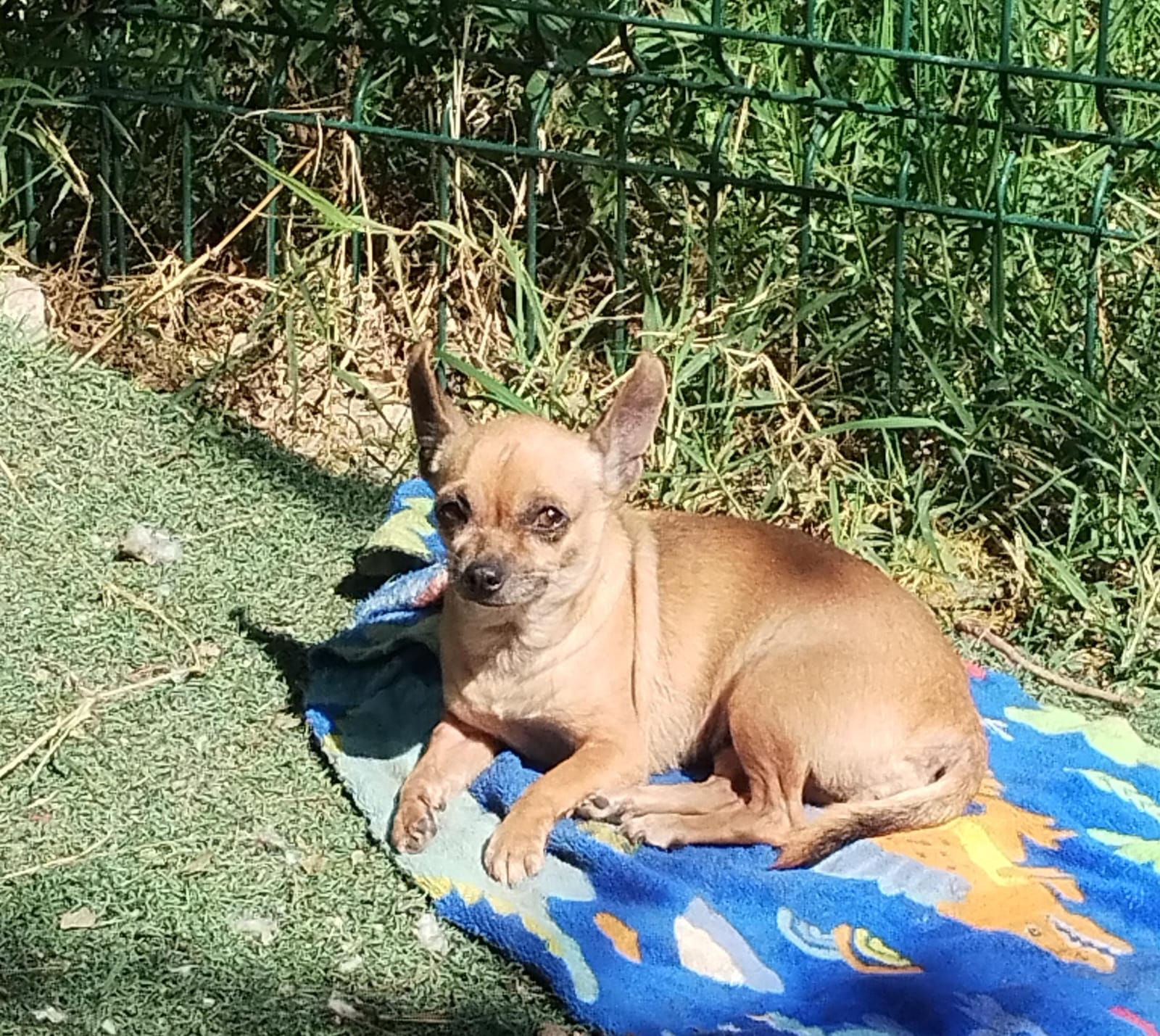 Mascota en adopción