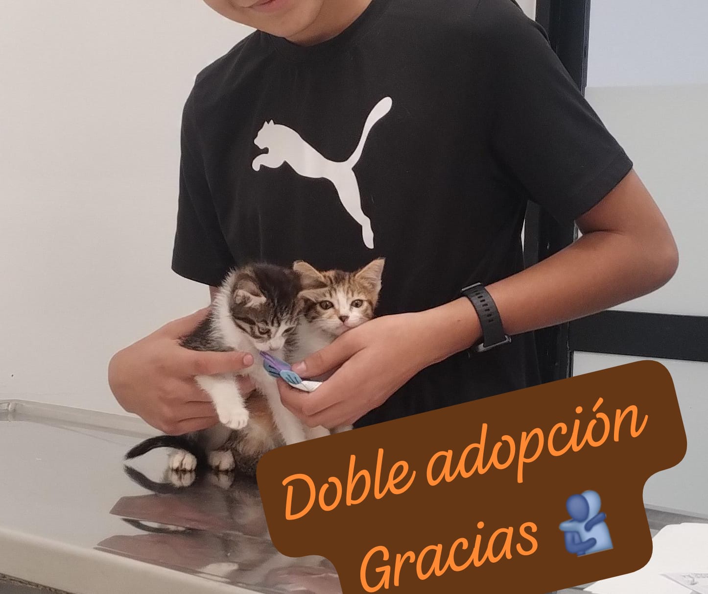 Mascota en adopción