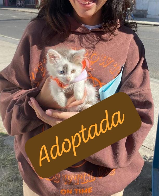 Mascota en adopción