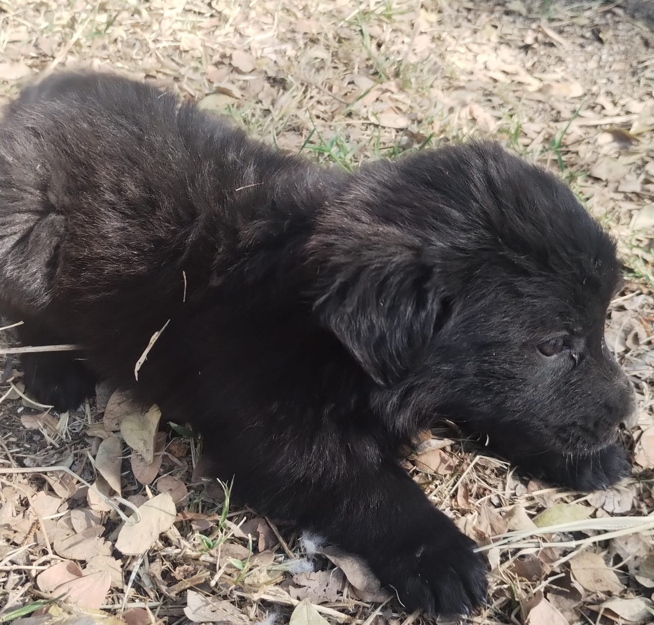 Mascota en adopción