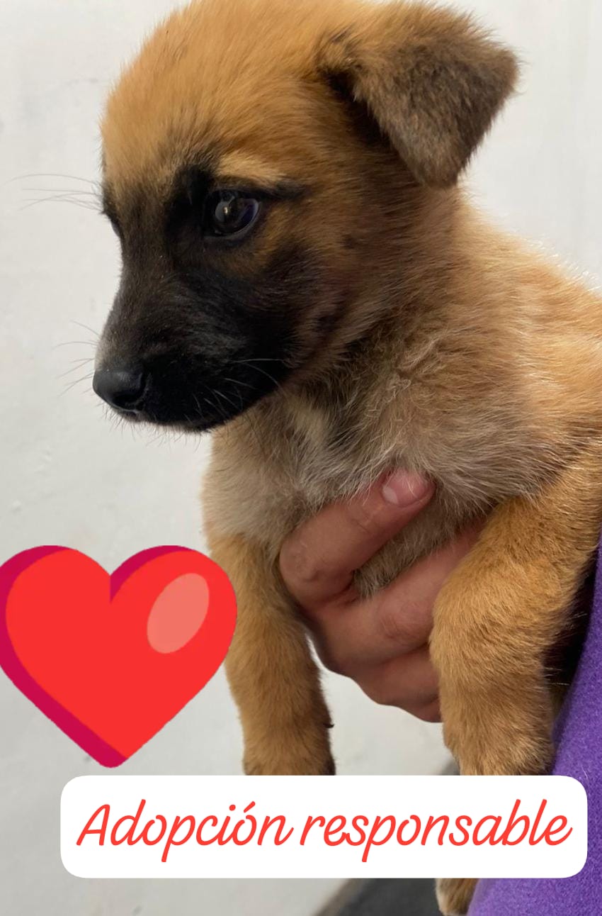 Mascota en adopción