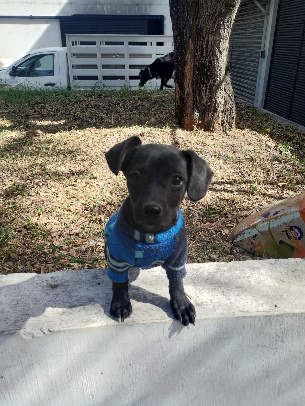 Mascota en adopción