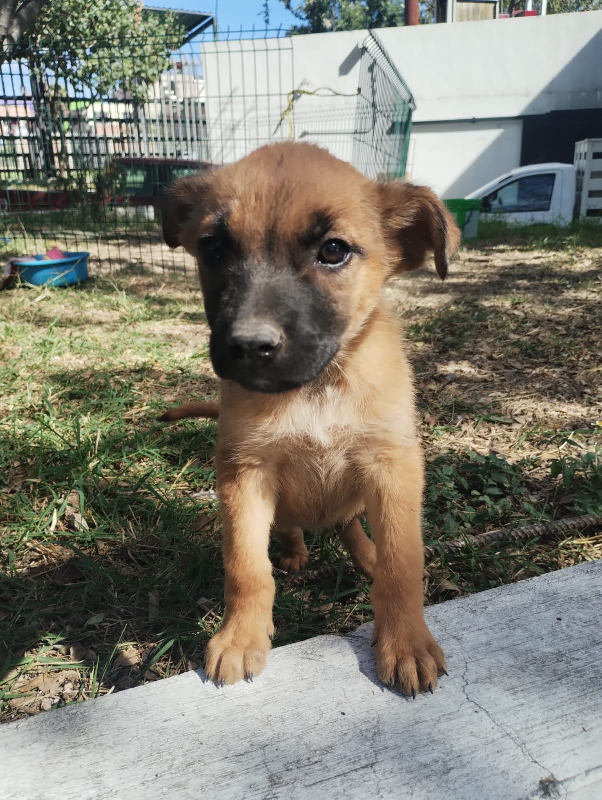 Mascota en adopción