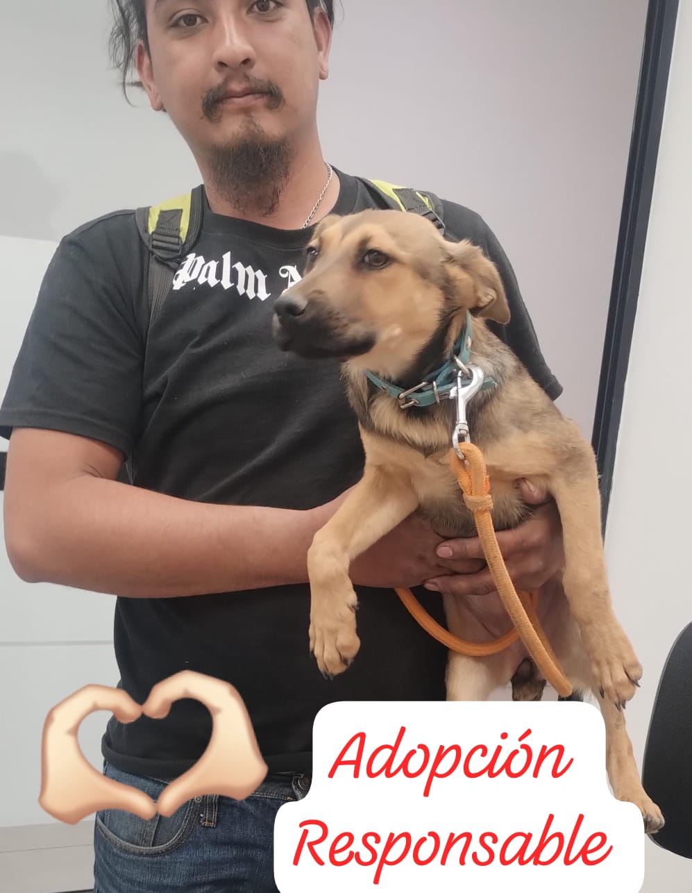 Mascota en adopción