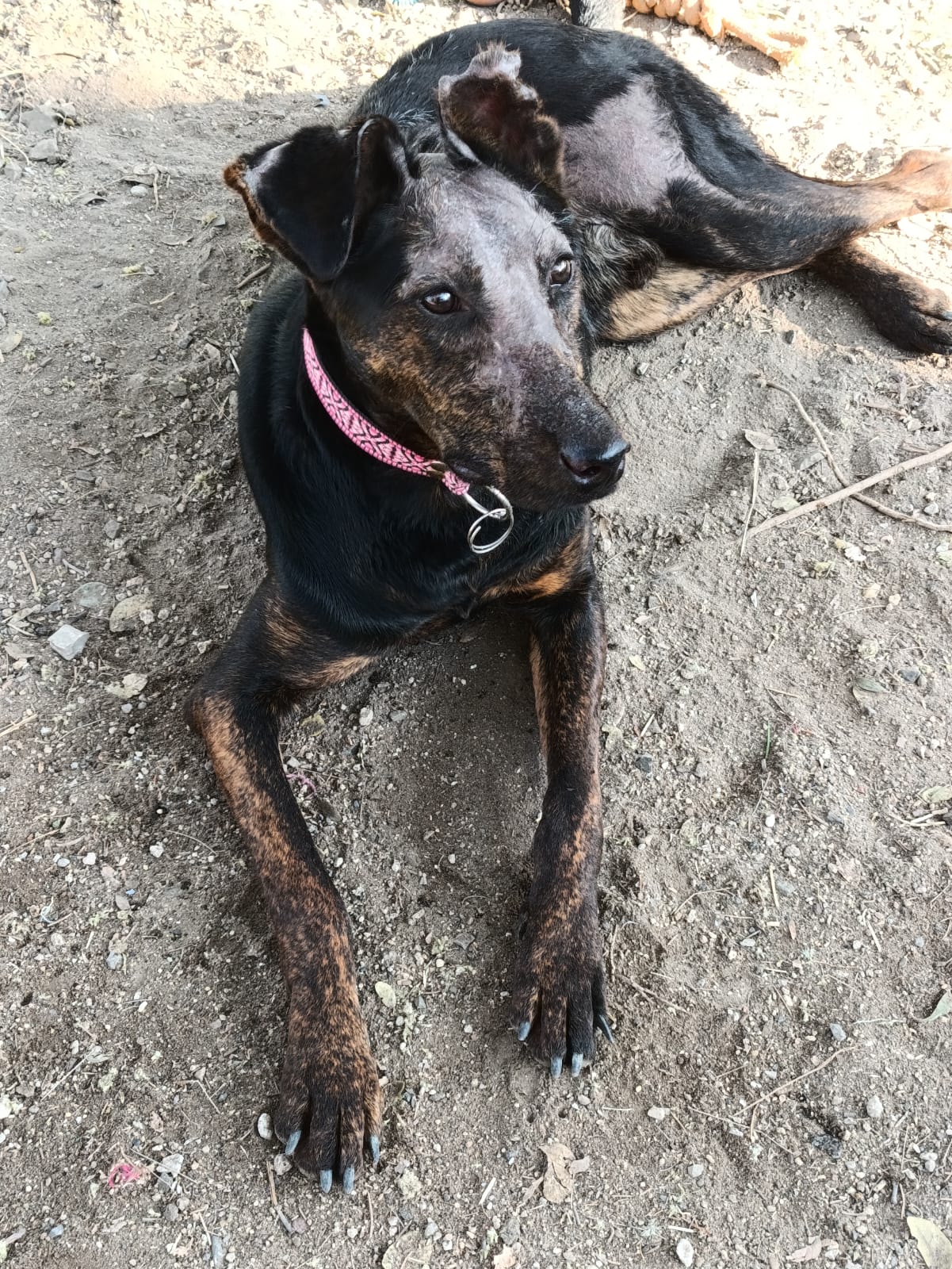 Mascota en adopción