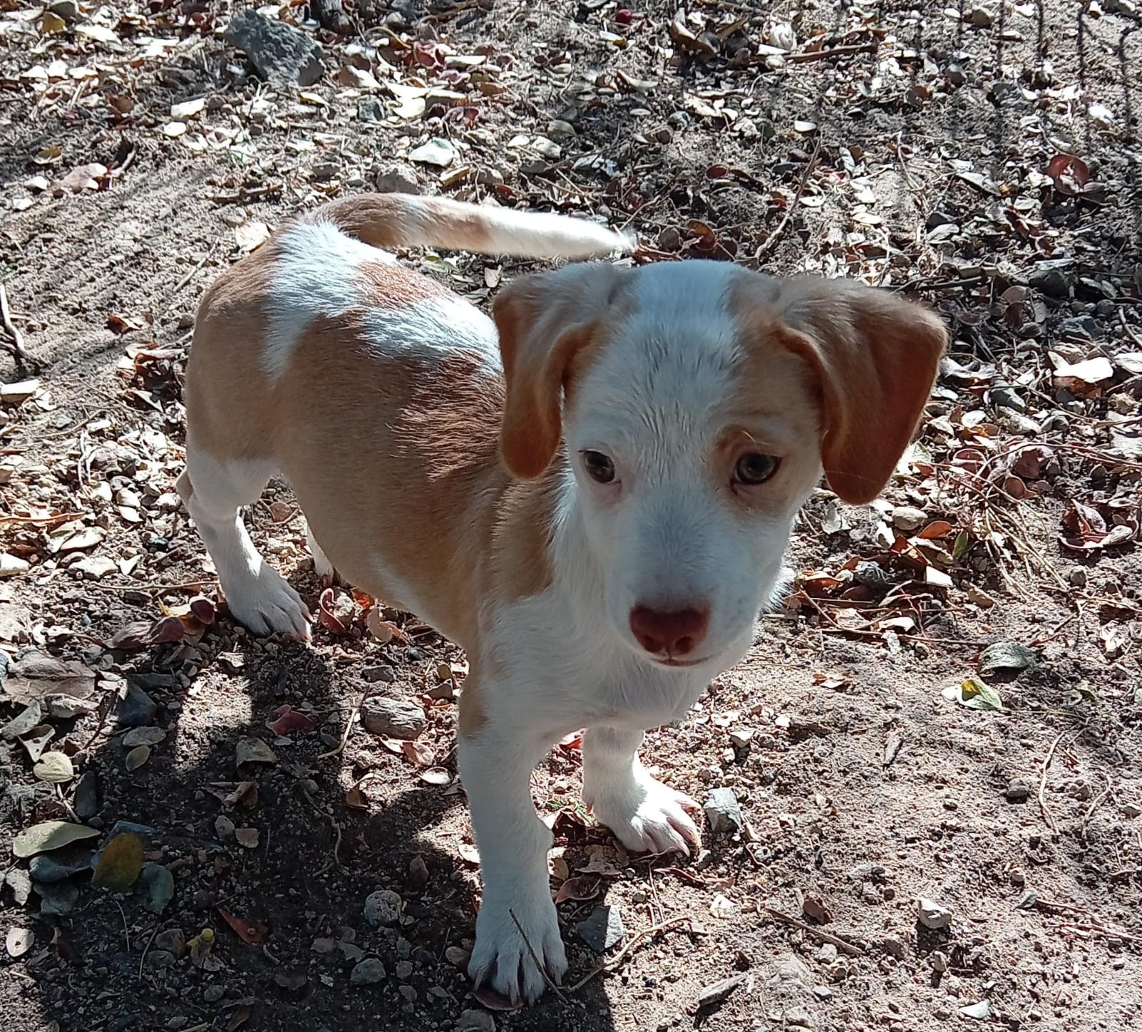 Mascota en adopción