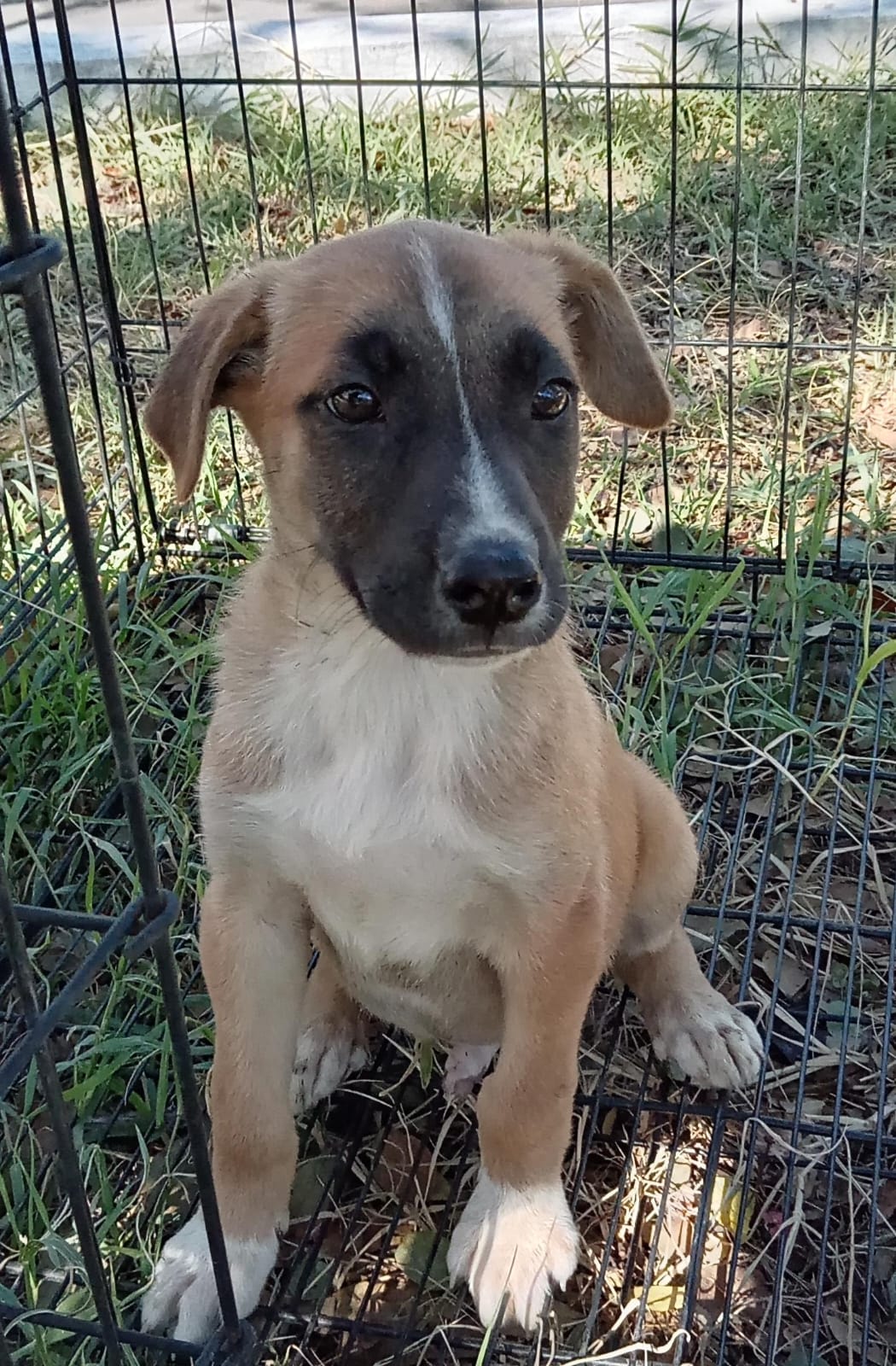 Mascota en adopción