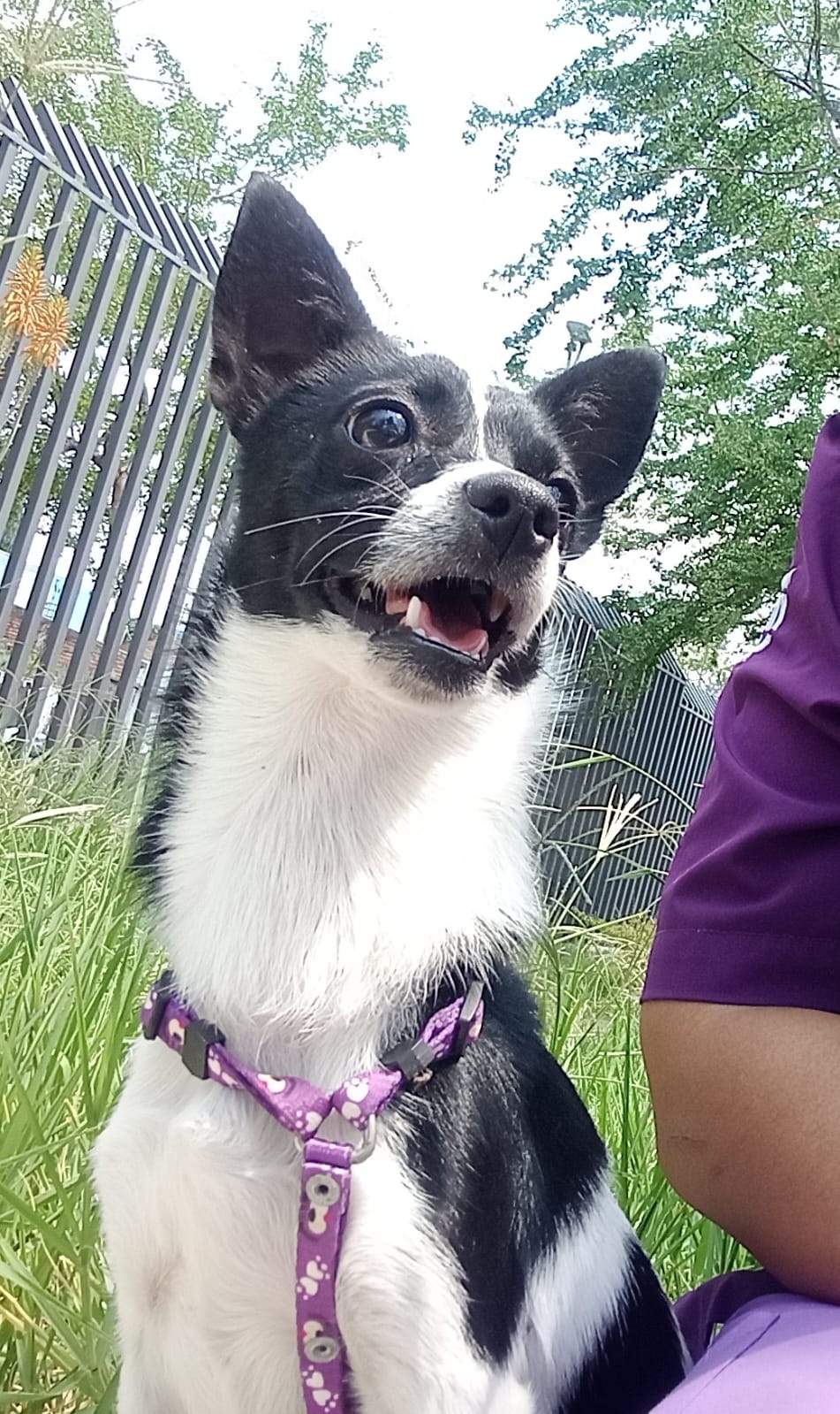 Mascota en adopción