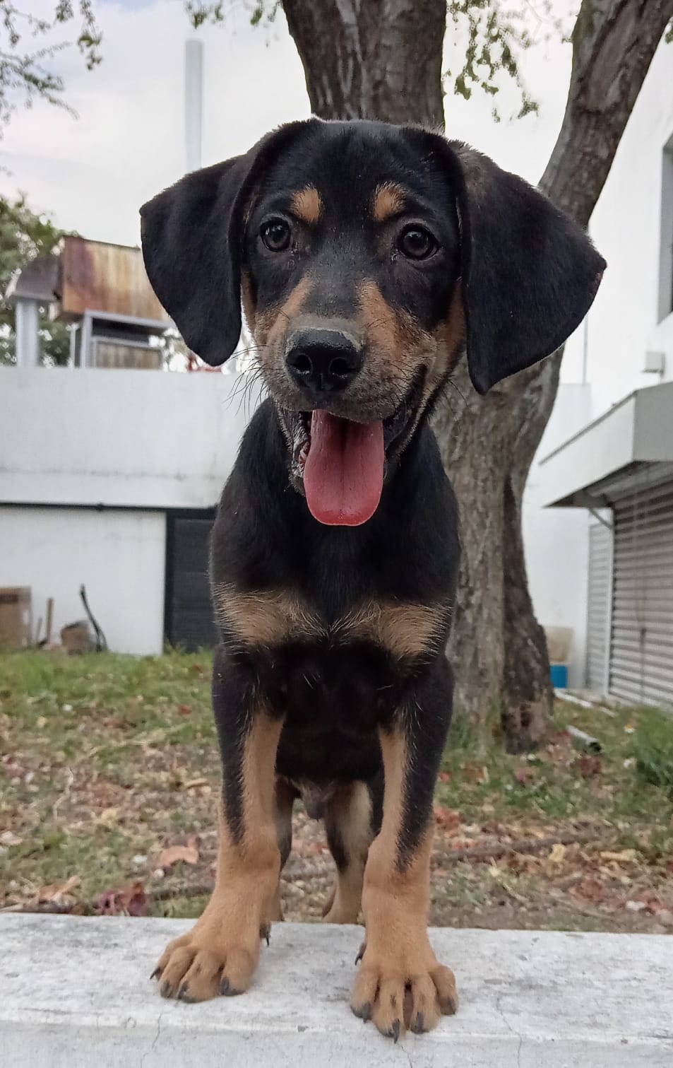 Mascota en adopción