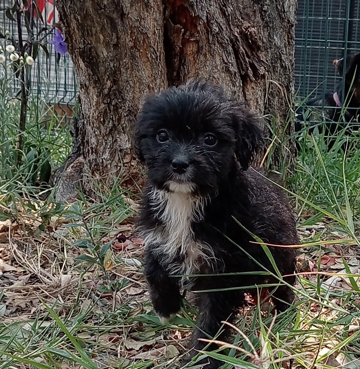 Mascota en adopción