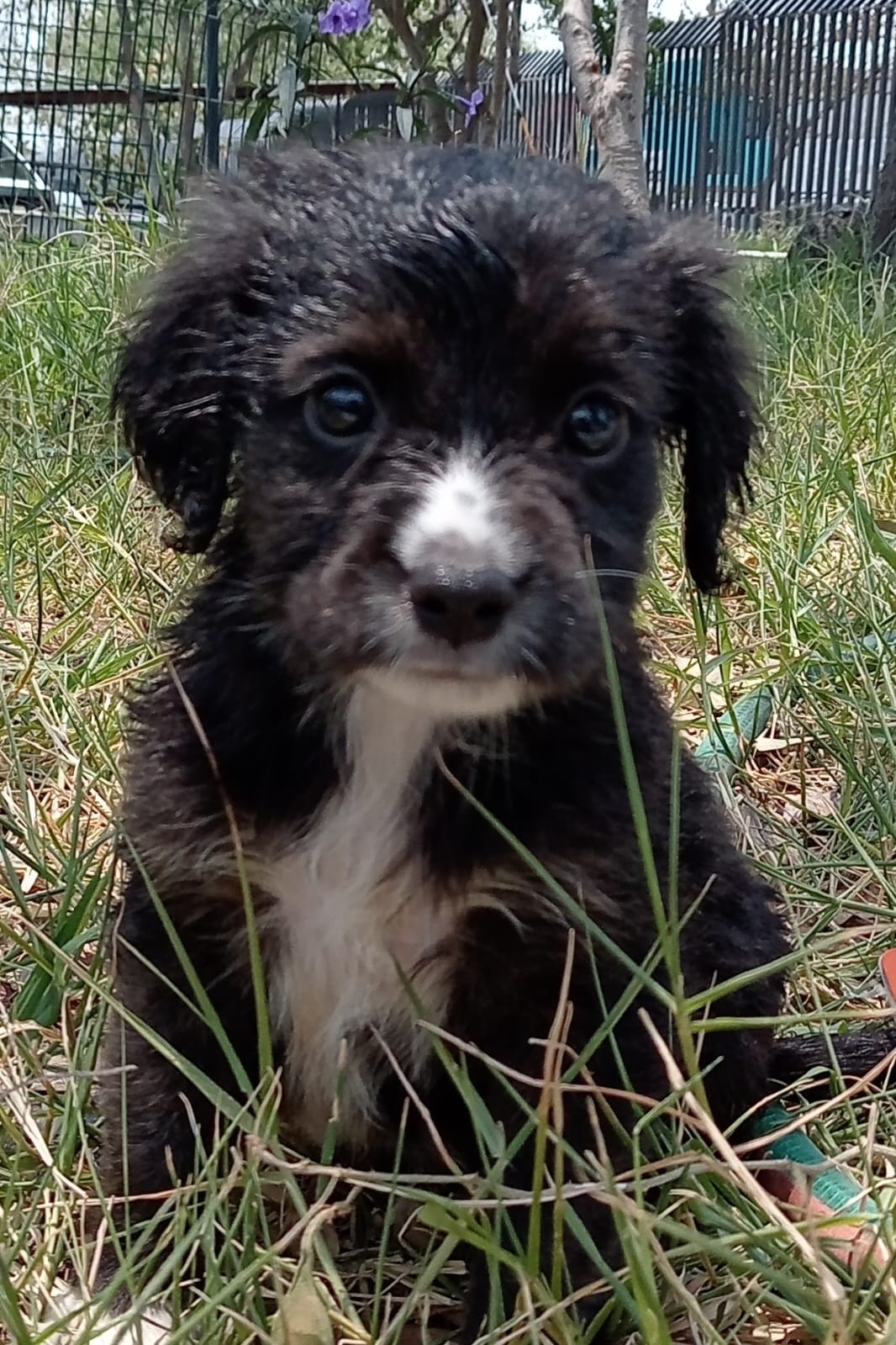 Mascota en adopción