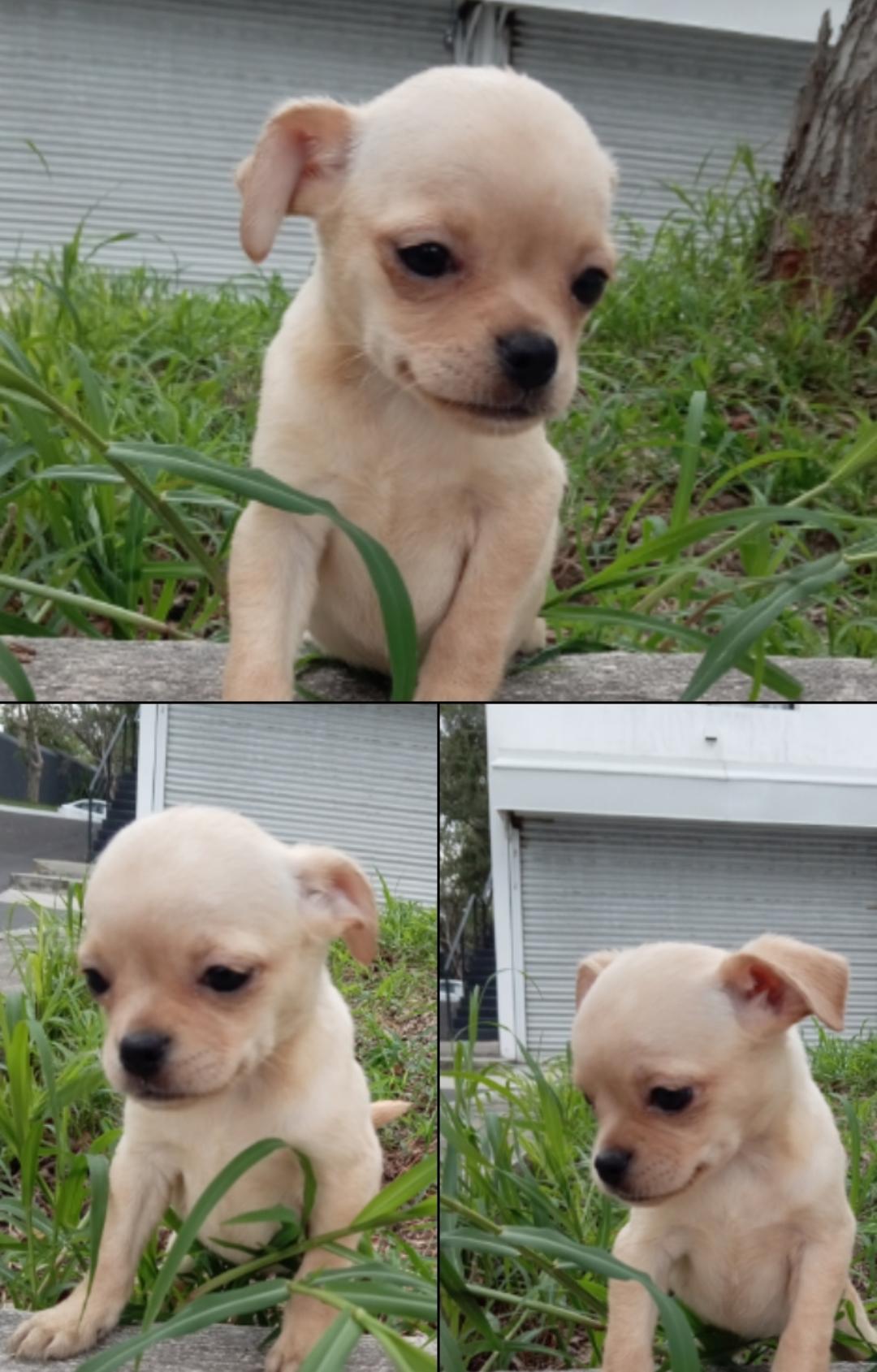 Mascota en adopción