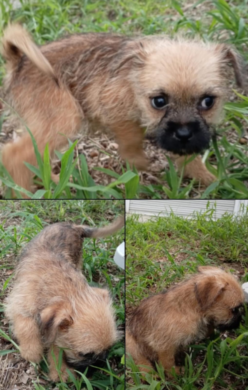 Mascota en adopción