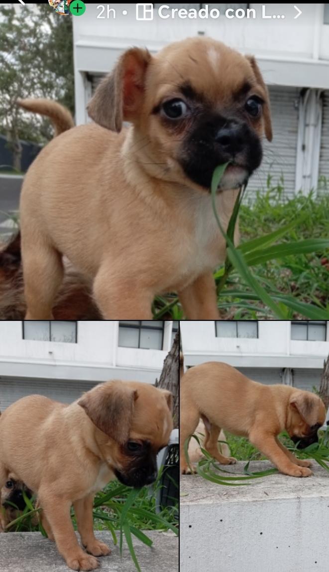 Mascota en adopción