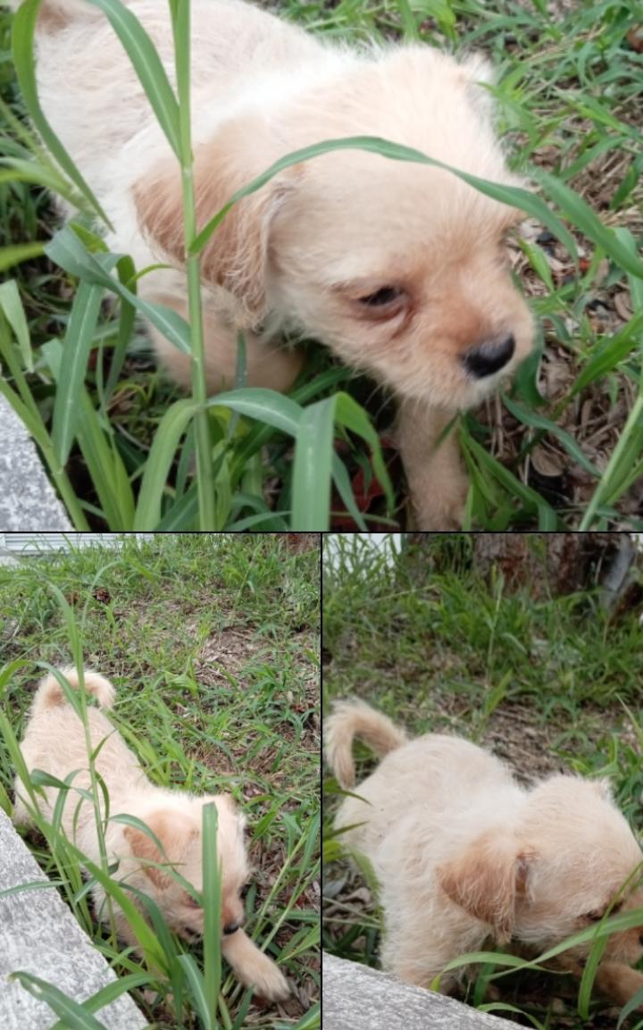Mascota en adopción