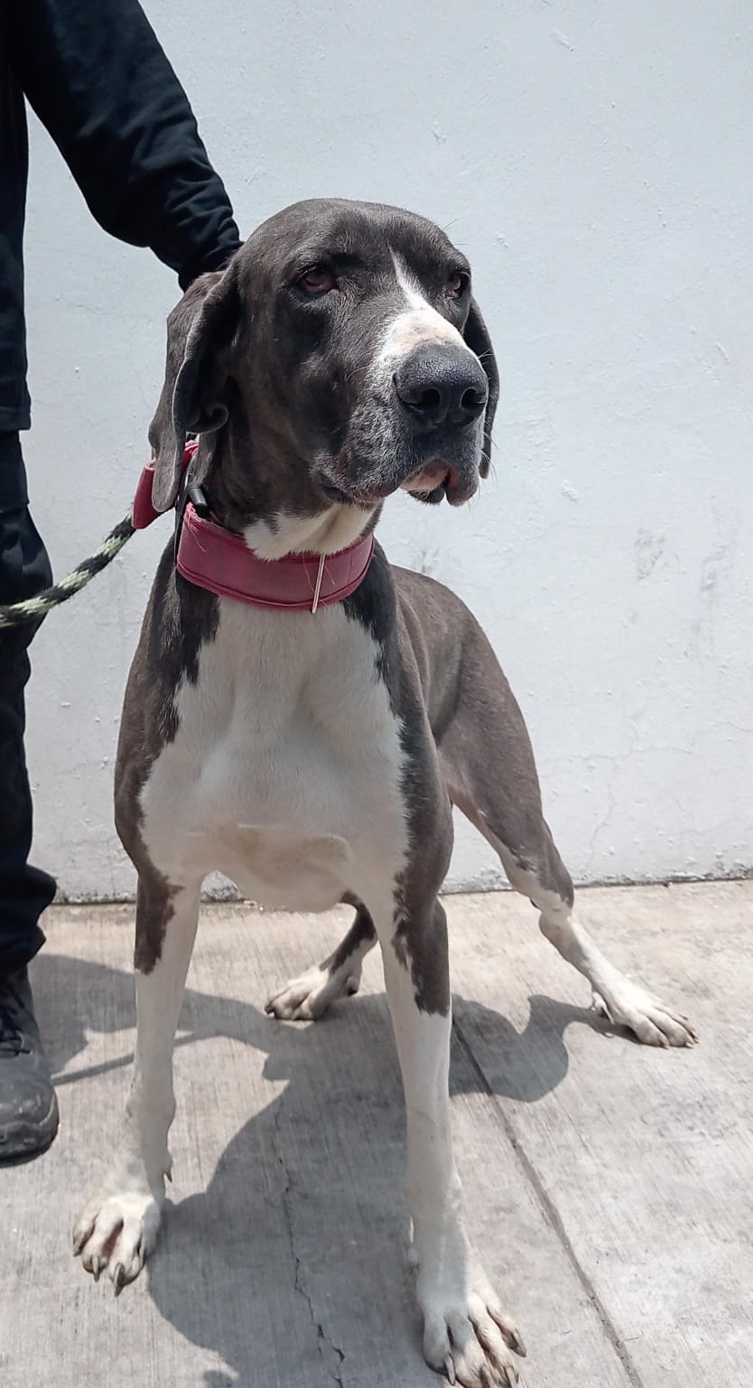 Mascota en adopción