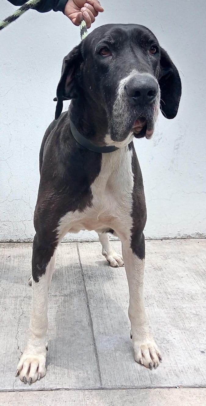 Mascota en adopción
