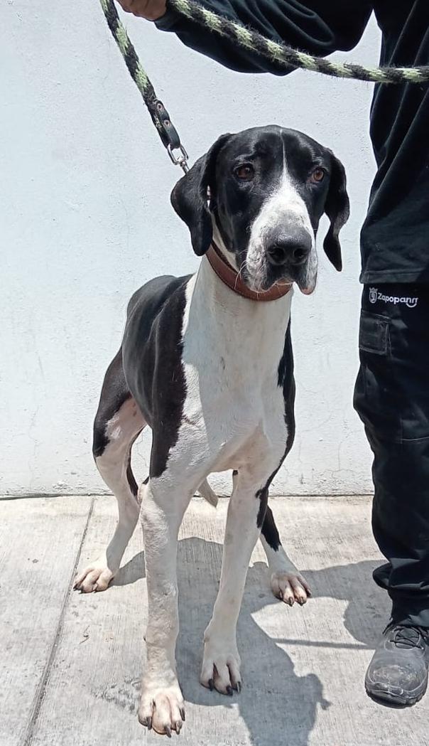 Mascota en adopción