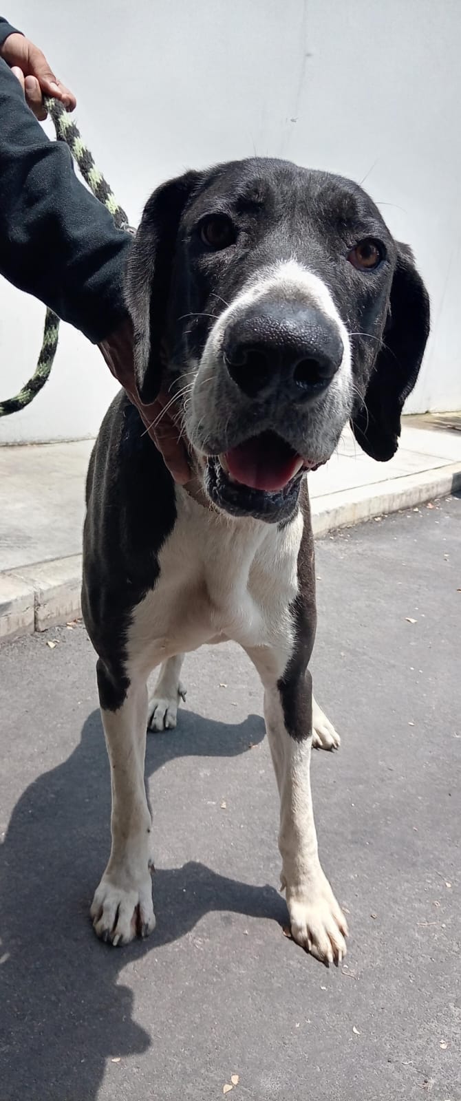 Mascota en adopción